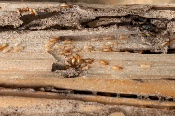 Best Bed Bug Extermination  in Clinton, IL